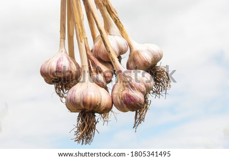 harvested garlic from the beds against the sky