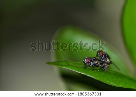 Picture of mating flies on the leaf