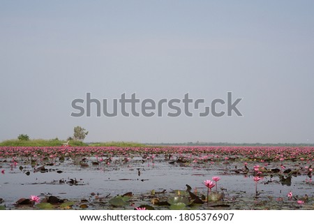 lake of pink lotus-lil. A famous lake in Udonthani, Thailand. Its bloom during January to march every year.