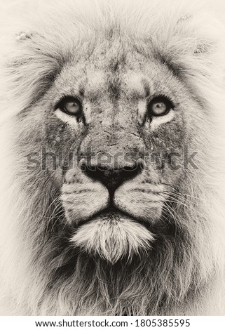 Male Lion portrait from South Africa  Royalty-Free Stock Photo #1805385595