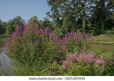 Summer Flowering Purple Wand Loosestrife Flowers (Lythrum virgatum 'Dropmore Purple') Growing in a Herbaceous Border on the Edge of a Lake in a Garden in Rural Devon, England, UK