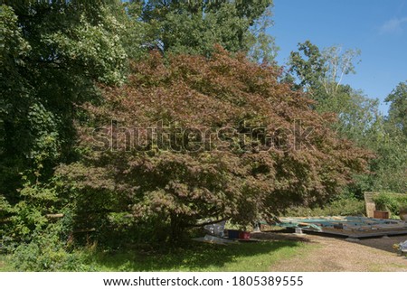 Summer Foliage of a Japanese Maple Tree (Acer palmatum) with a Woodland and Bright Blue Sky Background in a Garden in Rural Devon, England, UK