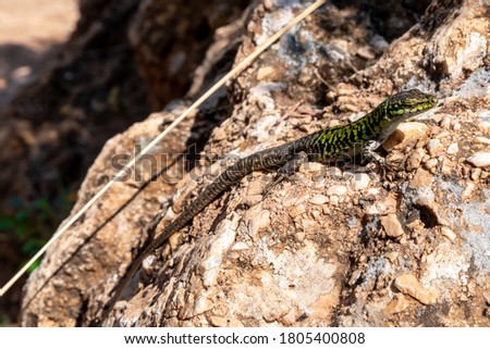Lizard climbing on rocky cliffs