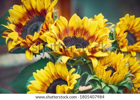 Autumn bouquet of sunflowers. Yellow sunflowers close-up.