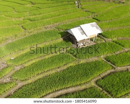 Beautiful Landscape terraced paddy fields at Pa Bong Pieng, Chiang Mai, Thailand

