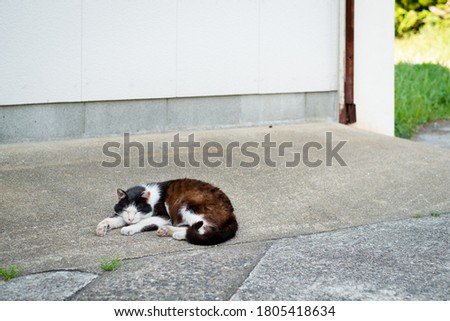 Cats at the fishing port of Ikeshima in Japan