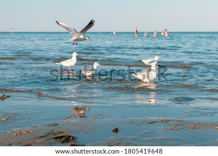 A flock of ivory gulls in the water on the shore of the Azov Sea of Ukraine