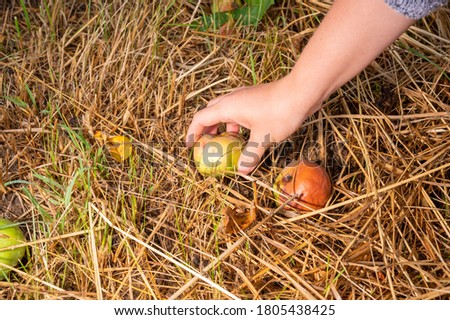 young woman lifting a ripe apple from the ground on a tax orchard meadow