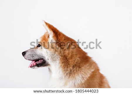 Portrait of young beautiful funny akita inu sitting over white isolated background. Big japanese breed dog with pointy ears. Close up, copy space.