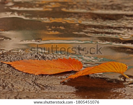                      Autumn orange leaves  after rain for background. Autumn collection.         