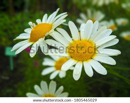 Big white common daisy flowers 