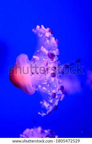 Photo Picture of Some Jellyfish Dangerous Poisonous Medusa