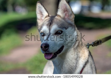 Close-up shot.Siberian Husky Dog with have two color eyes