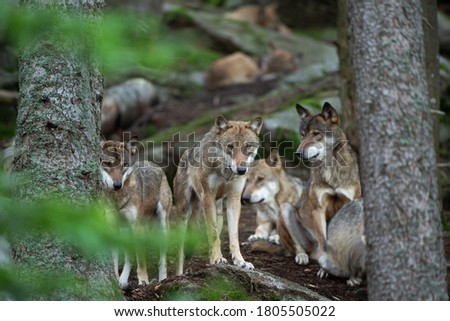 Eurasian wolf, canis lupus lupus, hiding in the forest. Europe nature. Wolf lying down in nature. Successful predator in the forest. Pack with offspring. Rare predator in European nature