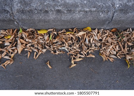 The leaves that fall on the road. Concept of autumn in the city
