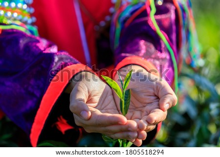 fine quality green tea leaves in hand young women gardener close up and sport focus shot 