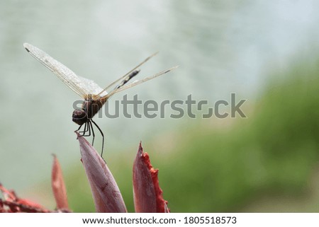 Single dragonfly resting. Close up picture. 