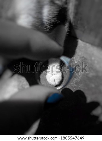 A picture of a cat's hand in a ring