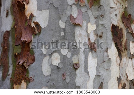 
natural wood tree trunk texture background