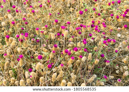 Clover in a tropical country in field. Clover in winter, some of the inflorescences bloom and some bear fruit. Thailand Royalty-Free Stock Photo #1805568535