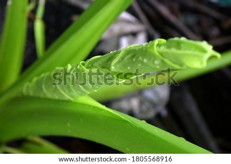 Beautiful new tropical green taro plant leave on blurred background