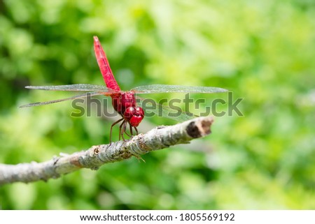 This red dragonfly is very beautiful, combined with a green background space illuminated by natural sunlight makes it more beautiful in view