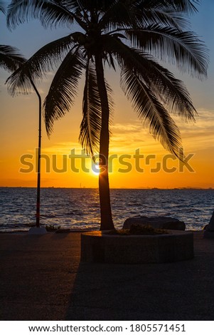 Scenery at sunset. The reflection of the sun and the shadow of the coconut tree,Silhouette picture style.