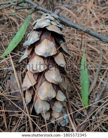 Photo of fallen pinus wallichiana cone in forest of Himachal Pradesh, India 