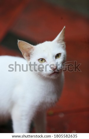 a cute white cat posing for a photo