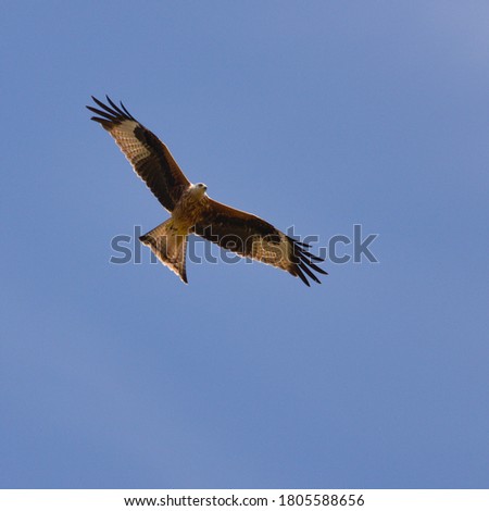 Red Kite (Milvus milvus) in flight in a beautiful summer blue sky