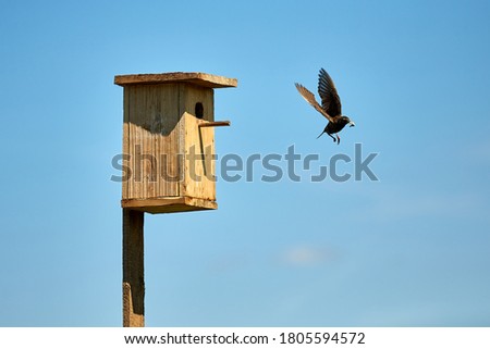 Starling flies out of the birdhouse with a worm in its beak. Feeding their little Chicks. On the background of blue sky.