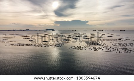 aerial view of green mussel farm in the sea in sunset. Thailand.