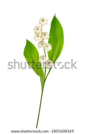 Lily of the valley  isolated on white background