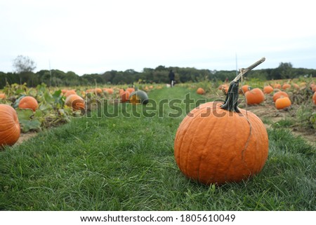 Pumpkin in a Pumpkin Patch
