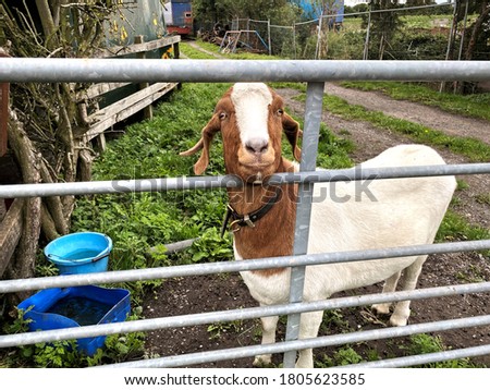 "Billy" goat, white and brown, with attitude, looking between the farm gate in, East Ardsley, Wakefield, UK