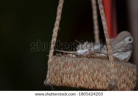 Bired ostrich bird nest picture