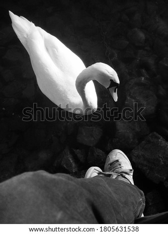 Top view of dangling male legs over water and a beautiful white Swan, taken on the lake Lugano in Switzerland
