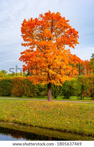 Maple tree in autumn (fall) in Alexander park, Tsarskoe Selo (Pushkin), Saint Petersburg, Russia