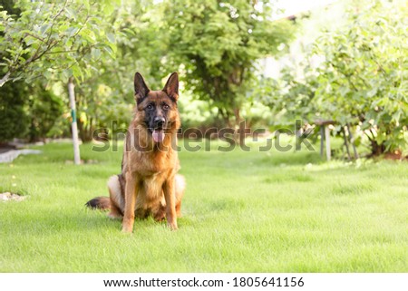 German shepherd sitting on the grass in the garden. Portrait of a purebred dog.