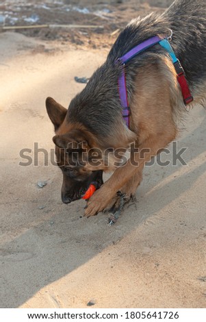 German shepherd dog playing with an orange ball in its mouth. Portrait of a playing purebred dog.
