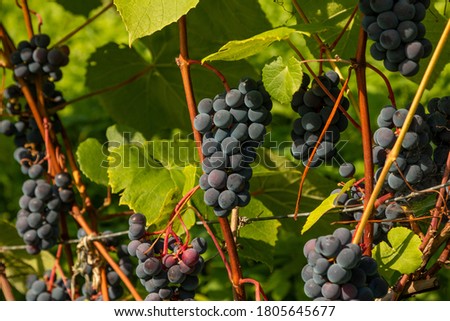 Grapes with green leaves on the vine. 