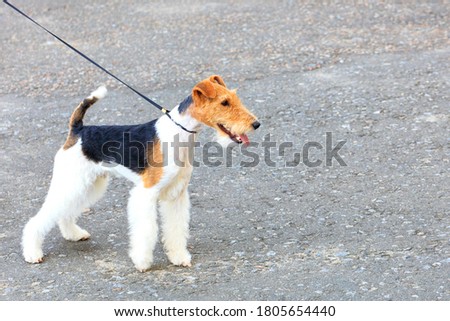 The Wire Fox Terrier looks forward and is held back by a thin leather leash on a bright sunny day, image with copy space. Royalty-Free Stock Photo #1805654440