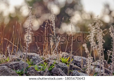 a variety of plants on the stones in nature, note shallow depth of field