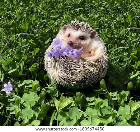 Cute hedgehog sitting in the grass holding in his paws blue flowers bells as if he wants to give them