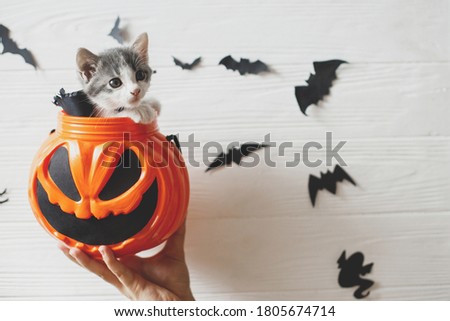 Happy Halloween. Cute kitten sitting in halloween trick or treat bucket on white background with black bats. Adorable kitty looking from jack o' lantern pumpkin pail, copy space. 