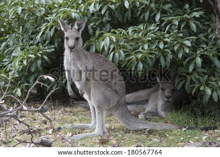 two female grey kangaroos