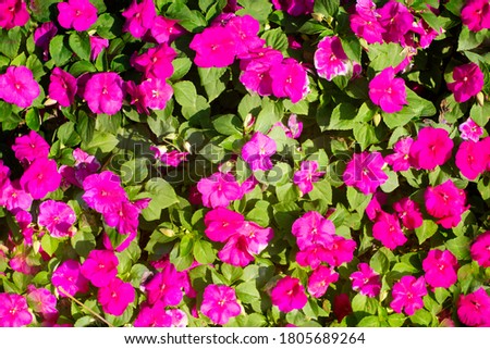 Background picture of pink flowers top view