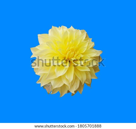 Dazzling Sun Dinnerplate Dahlia isolated on a blue background