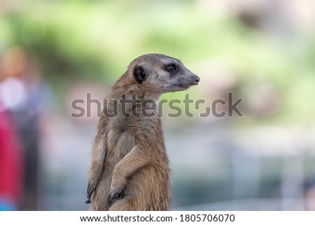 Meerkat or Suricate (Suricata suricatta)