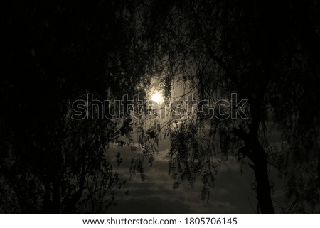 a silhouette of a tree and sun at sunset time